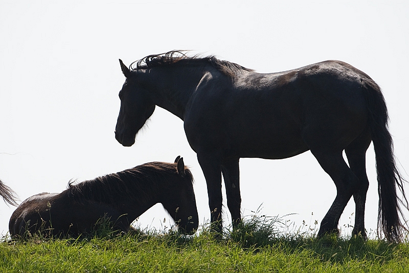  Frisian Fries Paard